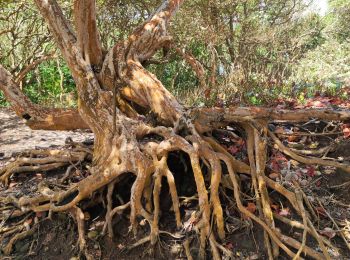 Tour Wandern Le Lorrain - trace des Amérindiens - Photo