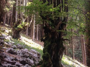 Tocht Te voet Gallio - Campanella - Meletta Davanti - Photo