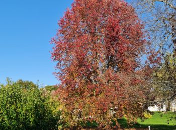 Tocht Stappen Condat-sur-Vienne - Condat s Vienne - Photo