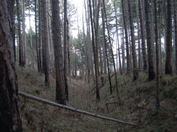 Tocht Te voet Gemeinde Pitten - Pittental Hochwechsel Rundwanderweg 2 - Photo