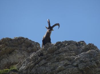 Percorso Marcia Gresse-en-Vercors - 20180703111337-aJCEd - Photo