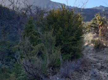 Excursión Senderismo Teyssières - la lance  insolite - Photo