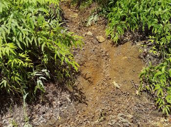 Trail Walking Sainte-Rose - madelonnette - Photo
