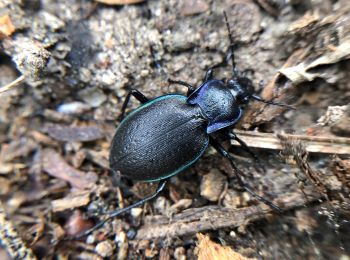 Trail On foot Guadarrama - [SL-M 44005] Por las trincheras - Photo