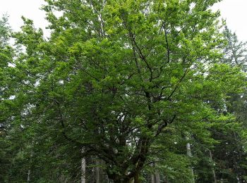 Tocht Te voet Miesenbach bei Birkfeld - Wanderweg 6 - Photo