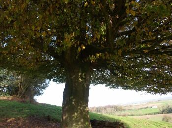 Tour Zu Fuß Heuvelland - Tweebergen wandelroute - Photo