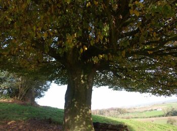 Trail On foot Heuvelland - Tweebergen wandelroute - Photo