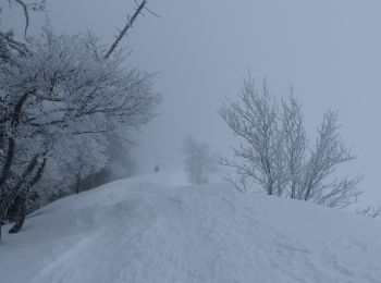 Tour Schneeschuhwandern Lans-en-Vercors - la moliere - Photo