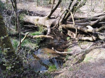 Trail Walking Saint-Médard-en-Jalles - Belfort  - Photo