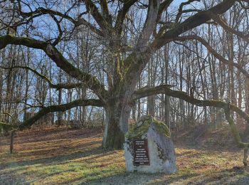 Tour Wandern Sarroux - Saint-Julien - le site de Saint-Nazaire - Photo