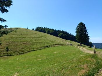 Randonnée Marche Le Ménil - Circuit Frenat / abri du bonhomme  - Photo