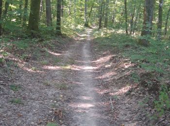 Trail Walking Sauvigny-les-Bois - sauvignoise - Photo