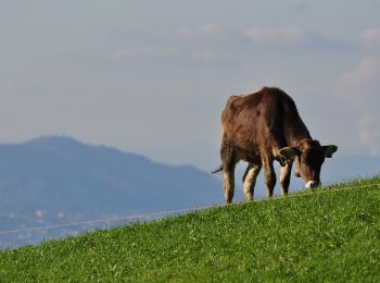 Tour Zu Fuß Einsiedeln - Egg - Büel - Photo