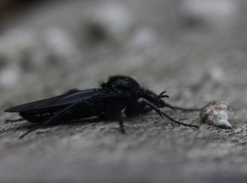 Tour Zu Fuß Unbekannt - Kaiserberg Rundweg O Naturpfad - Photo