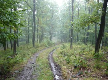 Trail On foot Nagybörzsöny - K+ (Nagybörzsöny) - Photo