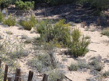 Trail Walking Saint-Cyr-sur-Mer - st cyr la dune de la gache - Photo