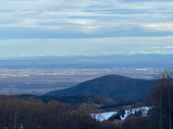 Trail Walking Murbach - Grand Ballon Refuge USM - Photo