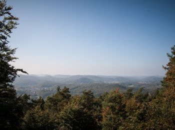 Trail On foot Münchweiler am Klingbach - Quellenweg Klingenmünster - Photo