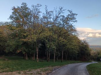 Percorso Marcia Sancé - petit tour dans les bois. - Photo