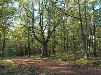 Excursión Senderismo Bort-l'Étang - trompette et chanterelles jaune forêt claire chêne  - Photo