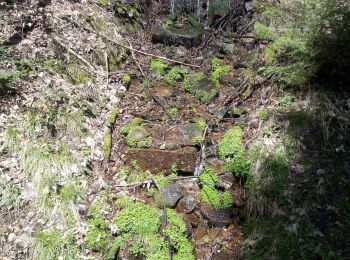 Tocht Stappen Oppenau - 2023-04-10 Maisach-Turmsteig  - Photo