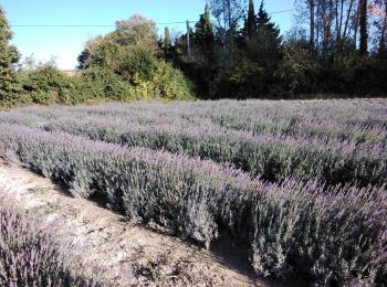 Tocht Stappen Le Thor - autour de Thouzon  - Photo