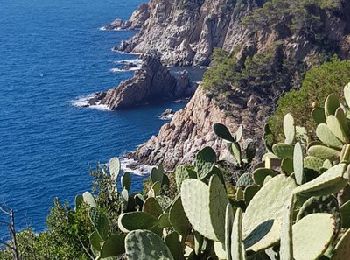 Tocht Stappen Tossa de Mar - Wikiloc - Tossa de Mar à plage llevadó - Photo