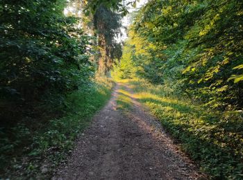 Excursión Senderismo Étalle - Chantemelle la tranchée des portes - Photo