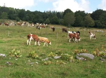 Percorso Marcia Pontarlier - boucle autour du mont taureau - Photo