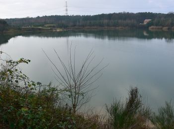 Tocht Te voet Zutendaal - Papendaalheide Groene rechthoek - Photo