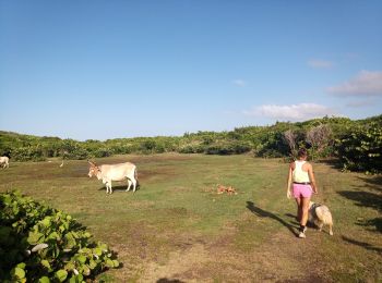 Tocht Stappen Anse-Bertrand - Trou du Souffleur - Trou de Madame Coco - Photo