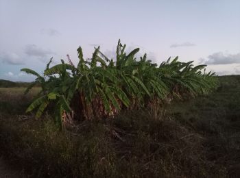 Randonnée Marche Saint-François - Anse à la Gourde - Fond Caraïbe - Photo