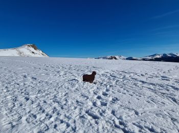 Trail Snowshoes Murat-le-Quaire - la Banne par le tenon - Photo