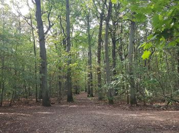 Percorso Camminata nordica Verrières-le-Buisson - Le Bois de Verrières 5 - Photo