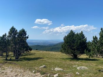 Trail Walking Val-d'Aigoual - Petit tout au Mont Aigoual - Photo