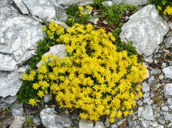 Randonnée A pied Bad Gastein - Kulturwanderweg Römerstraßen (Mallnitzer Tauern) - Photo