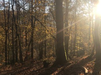 Excursión Senderismo Libin - Glaireuse - La Voie du Cerf (LI18) - Photo