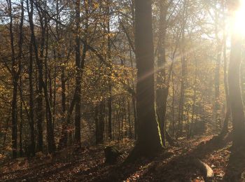 Tocht Stappen Libin - Glaireuse - La Voie du Cerf (LI18) - Photo