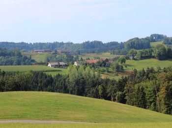 Tocht Te voet Bichelsee-Balterswil - Niederwies - Sitzberg - Photo