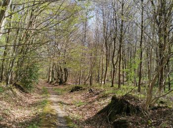 Randonnée Marche Freulleville - forêt d'eawy torcy  - Photo