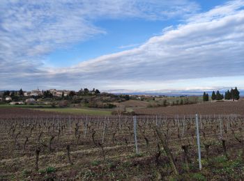 Trail Walking Lasserre-de-Prouille - Lasserre de prouillhe  - Photo