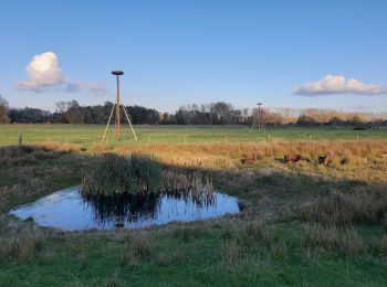 Percorso A piedi Diest - Webbekoms Broek Oranje bol - Photo