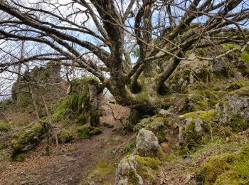 Randonnée Marche nordique Lauroux - Labeil Forêt de l'Escandorgue Juin 2021 - Photo