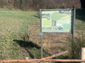 Randonnée A pied Bullange - Balade des Jonquilles Krinkelt 12 Km - Photo