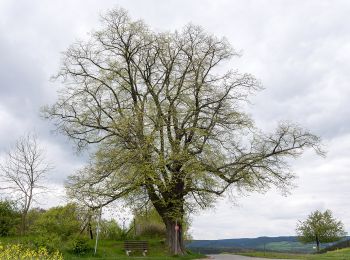 Randonnée A pied Rudolstadt - Rundwanderweg 5 - Photo