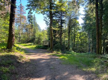 Tocht Stappen Plancher-les-Mines - 130722 - La planche des belles - au pieds du Ballons d’Alsaces - Photo