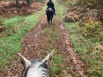 Trail Horseback riding Vacqueville - Joyeux Beecool Cody jeudi 7 11 24 - Photo