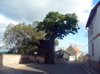 Randonnée A pied Dannenfels - Dannenfels 1: Weg Ludwigsturm - Photo