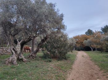 Percorso Marcia Le Revest-les-Eaux - Les hauteurs de La ripelle - Le revest Les eaux - Photo