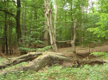 Tocht Te voet Dalków - Nordic Park Dalków - zielony - Photo